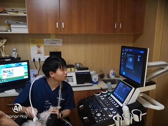 S90臺式寵物彩超安裝培訓